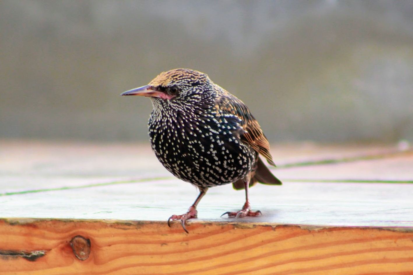 Common Starling Photo